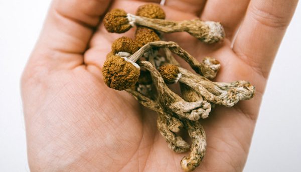 مجیک ماشروم